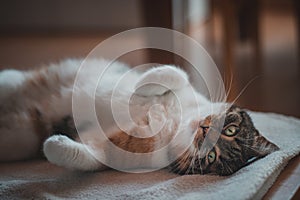 Feline princess relaxes on a white blanket and enjoys a relaxing lunch. A domestic colour cat with piercing green eyes squints