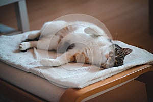 Feline princess relaxes on a white blanket and enjoys a relaxing lunch. A domestic colour cat with piercing green eyes squints