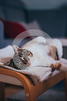 Feline princess relaxes on a white blanket and enjoys a relaxing lunch. A domestic colour cat with piercing green eyes squints