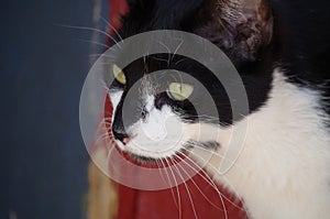 Feline Profile
