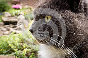 Feline Side head portrait