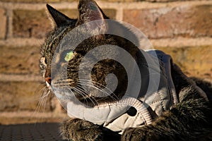 Feline tabby cat with green eyes wearing a gray jacket and lying outside