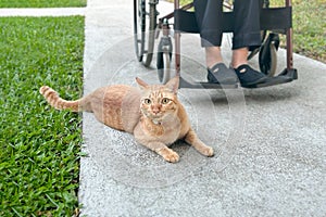 Feline therapy or therapy cats for dementia patients , stimulate activity and decrease loneliness