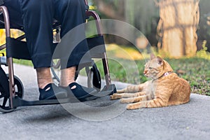 Feline therapy or therapy cats for dementia patients , stimulate activity and decrease loneliness