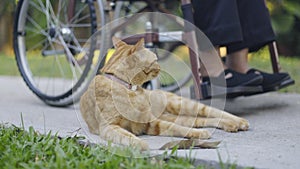 Feline therapy or therapy cats for dementia patients , stimulate activity and decrease loneliness