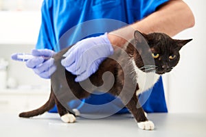 Feline vaccination in veterinary clinic. Doctor doing vaccine to young cat