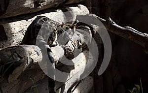 Feline wildcat mountain