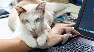 Feline Work Companion: Cat Offering Support as Man Works on Computer