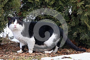 Felis catus , Domestic cat walking on snow. Sick cat with the injured eye. Snow in the background.