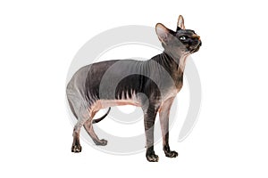 The Felis catus Sphynx cat