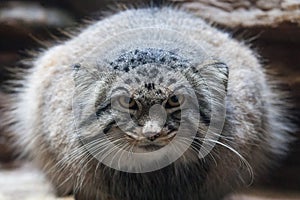 Felis Manul photo