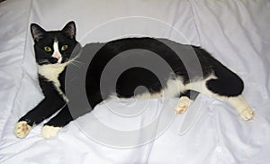 Felix the cat on a white background.