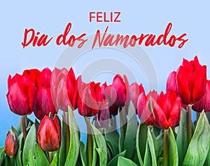 Feliz Dia dos Namorados text in Portuguese: Happy Valentineâ€™s Day and red tulips blooming with green stalk