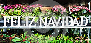 Feliz Navidad Flower Arrangement