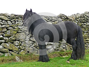 Fell Pony photo