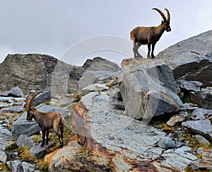 fellaria glacier - italy sondrio valtellina - ibex