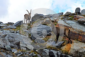 fellaria glacier - italy sondrio valtellina - ibex