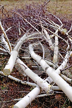 Felled birch branches
