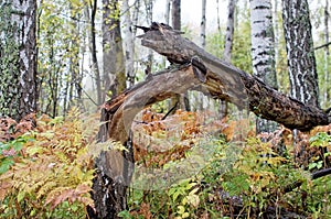 The felled birch, fern in mixed forest