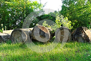 Felled boles in a forest