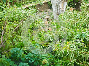 Felled branches with foliage on a private plot. cutting down trees on the site