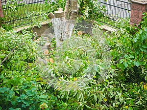 Felled branches with foliage on a private plot. cutting down trees on the site