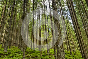 Felled and broken trees in Tatra mountains