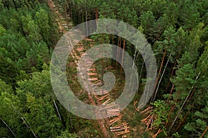 Felled forest, aerial view. Destruction of forests and felling of trees. Forests illegal disappearing. Environmetal and ecological