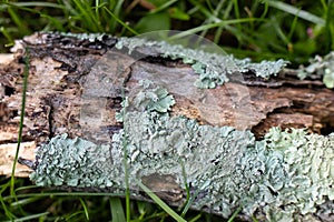A felled log with fungus growing on the surface.