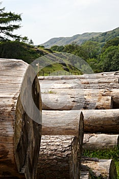 Felled Logs