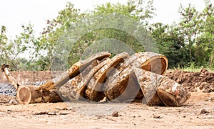 Felled logs