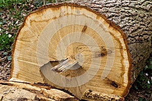 Felled oak tree photo