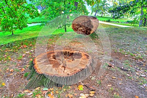 Felled old tree