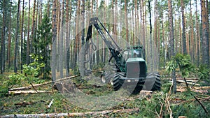 Felled pine is getting mechanically sawn. Deforestation, forest cutting concept.