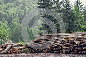 Felled pine logs piled firebreak photo