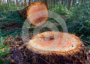 Felled pine tree