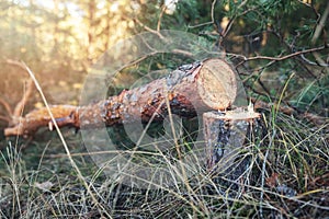 Felled pine tree in the woods photo