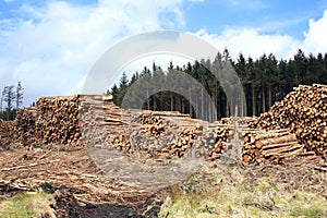 Felled pine trees