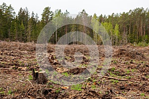 Felled pine trees in forest. Deforestation and Illegal Logging