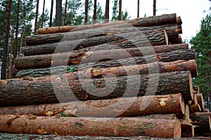 Felled pine trunks in the forest are piled up in a heap. The concept of cutting down trees. deforestation