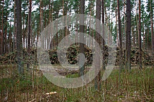 Felled pine trunks in the forest are piled up in a heap. The concept of cutting down trees. deforestation