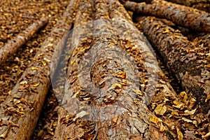 Felled Pinewood Trunks in Autumn - Closeup