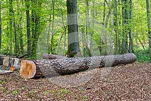 Felled scots pine in a forest