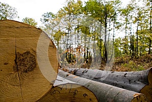Felled timber photo