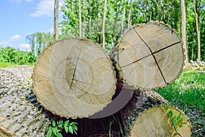 Felled timber on the felled area