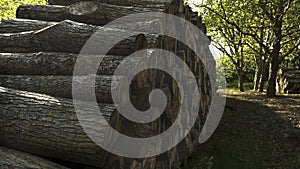 Felled timber stacked up. Tree forestry exploitation