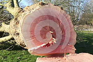 Felled tree