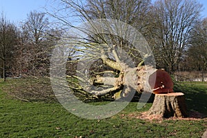 Felled tree