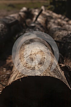 Felled tree without bark in the forest close-up