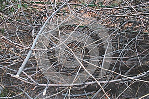 Felled tree branches, felling, felled tree branches in the field, deforestation